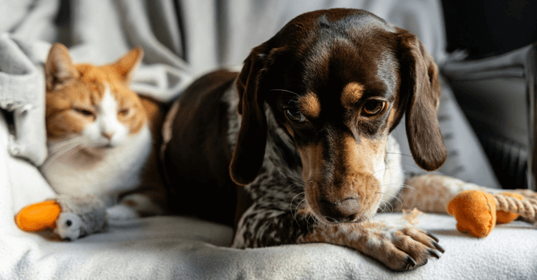 Animal rescue
