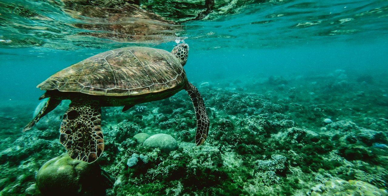 swimming turtle