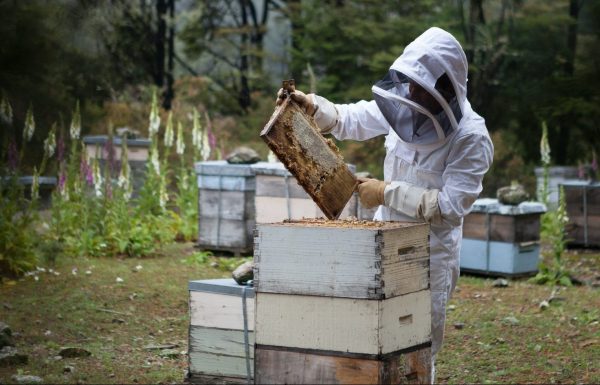 beekeeper inspecting bees