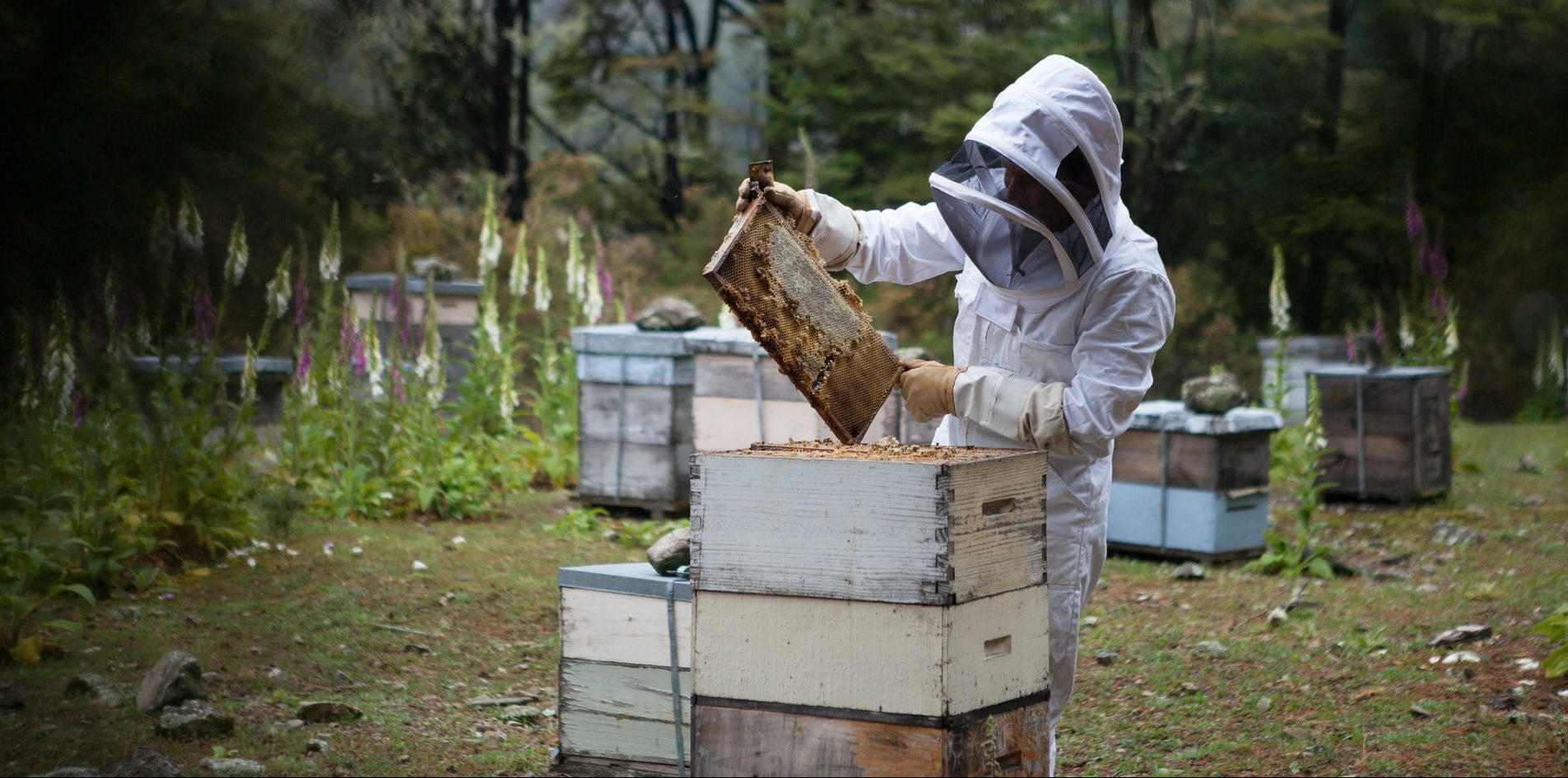 Beekeepers try to keep bees – and livelihoods – from going extinct