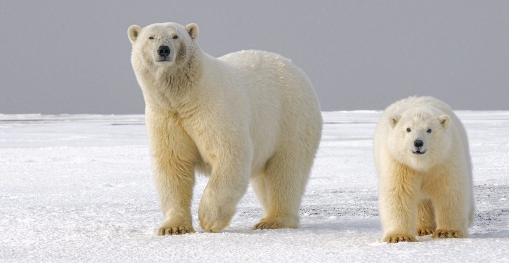 Three Ways To Help Save The Polar Bears | GoFundMe