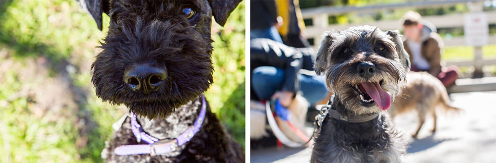 How We Rate Dogs raised over $1 million for dogs in need