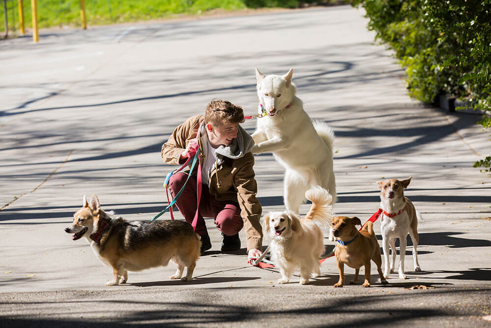 How We Rate Dogs raised over $1 million for dogs in need