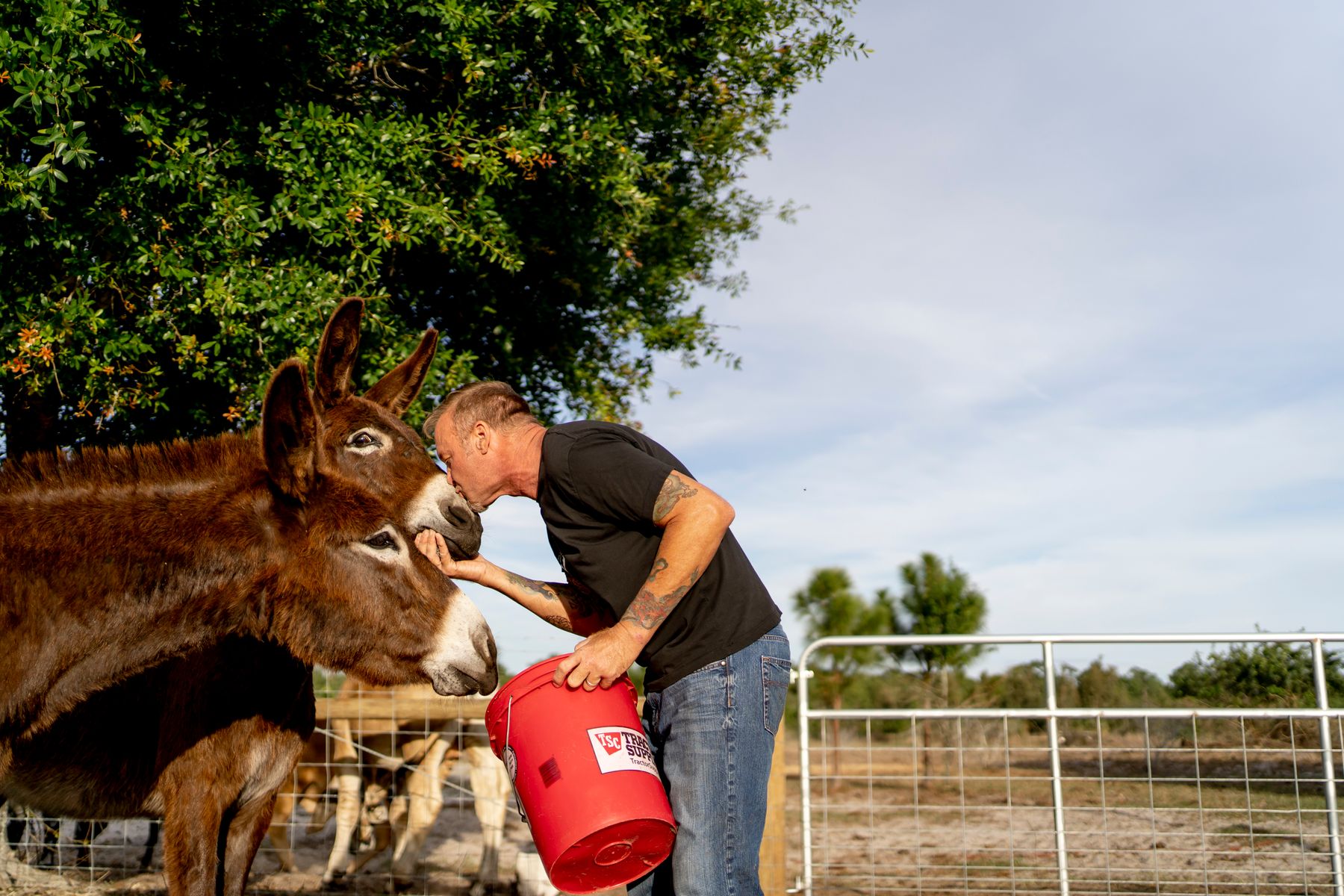 A man kisses a donkey 