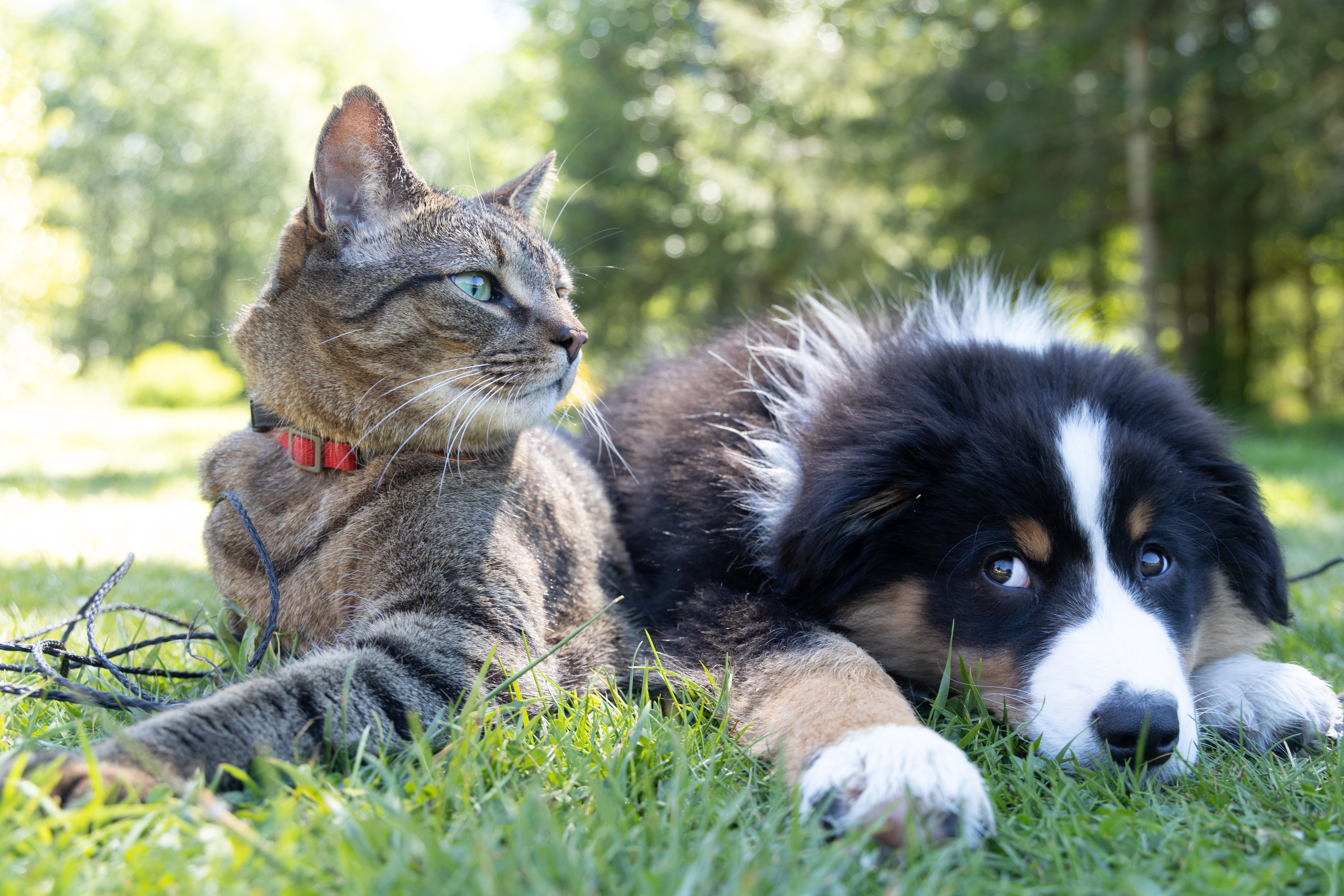Cat and dog next to each other on the grass