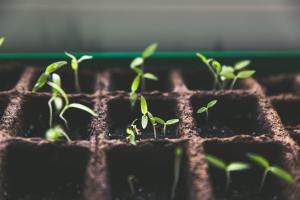 Multiple small plants
