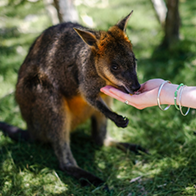 animal_3-aspect-ratio-250-250 hero image small 2