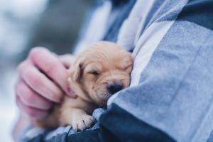 A small puppy in a person's arms