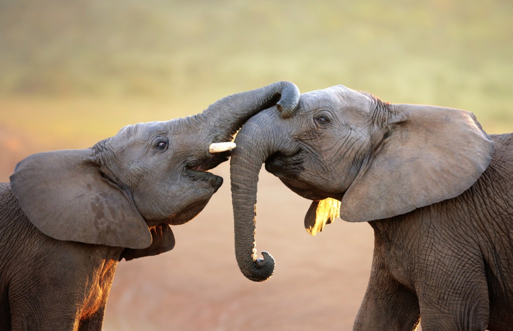 elephants happily playing together representing work of a charity to donate to
