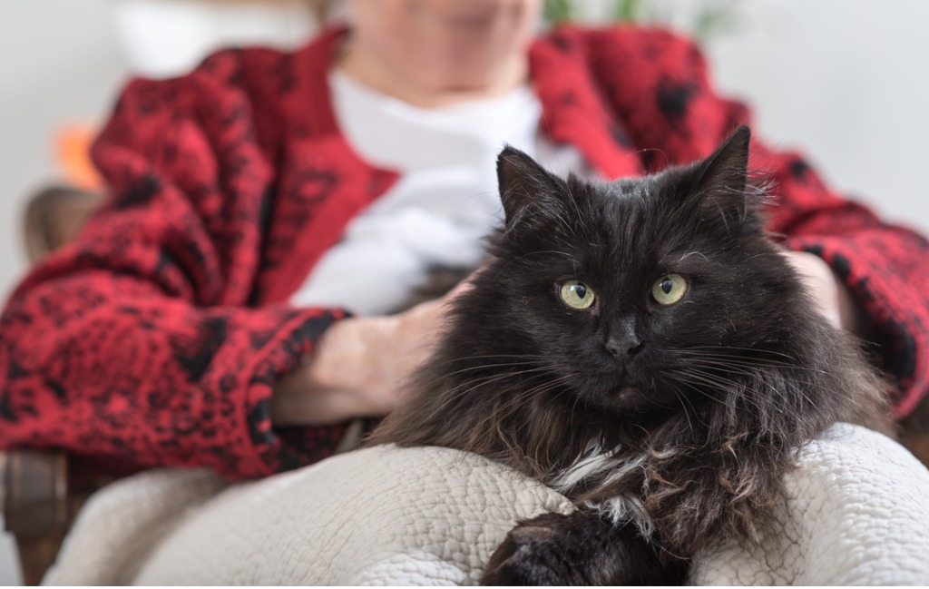 dark brown cat sitting on a woman's lap