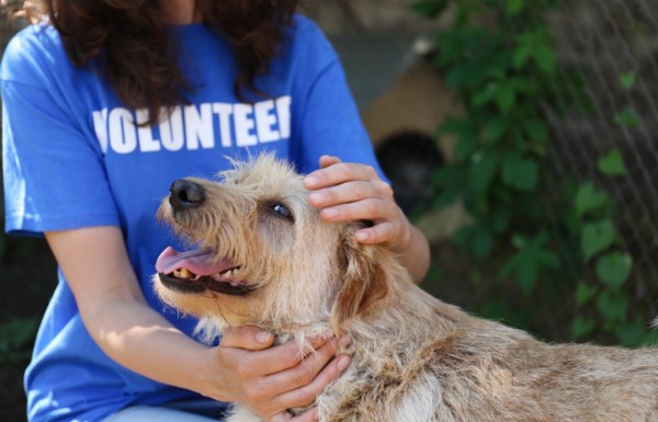 volunteer pets a rescue dog