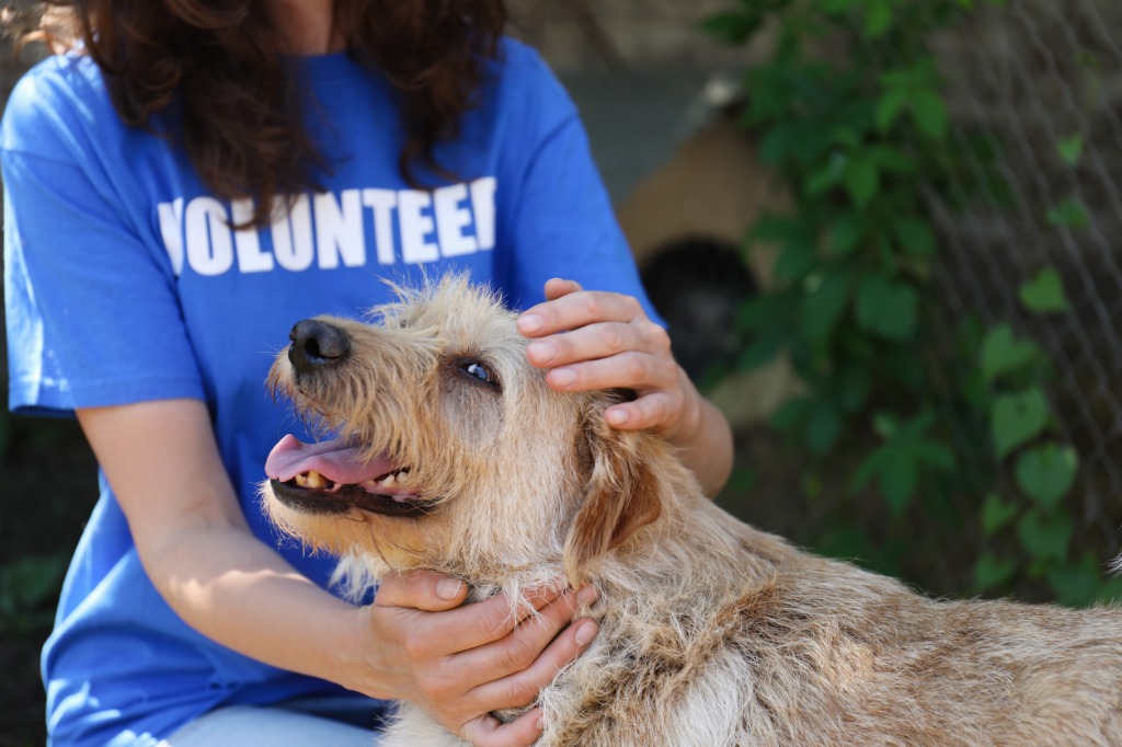 volunteer pets a rescue dog