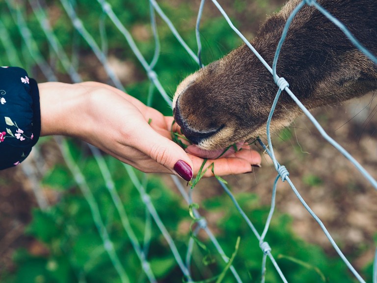 Feeding an animal