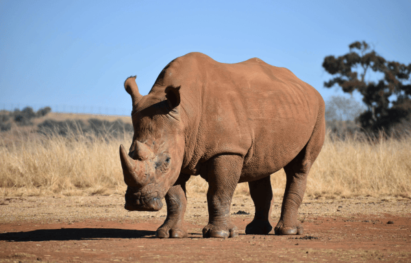 Rhinoceros