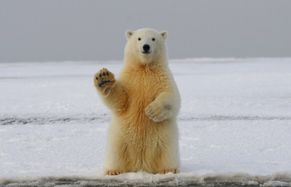 Polar bear