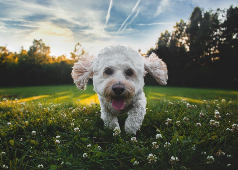 Running dog