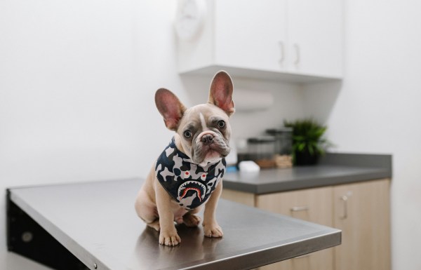 Dog at the vet