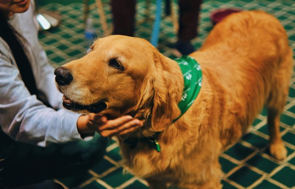 Golden retriever getting pet
