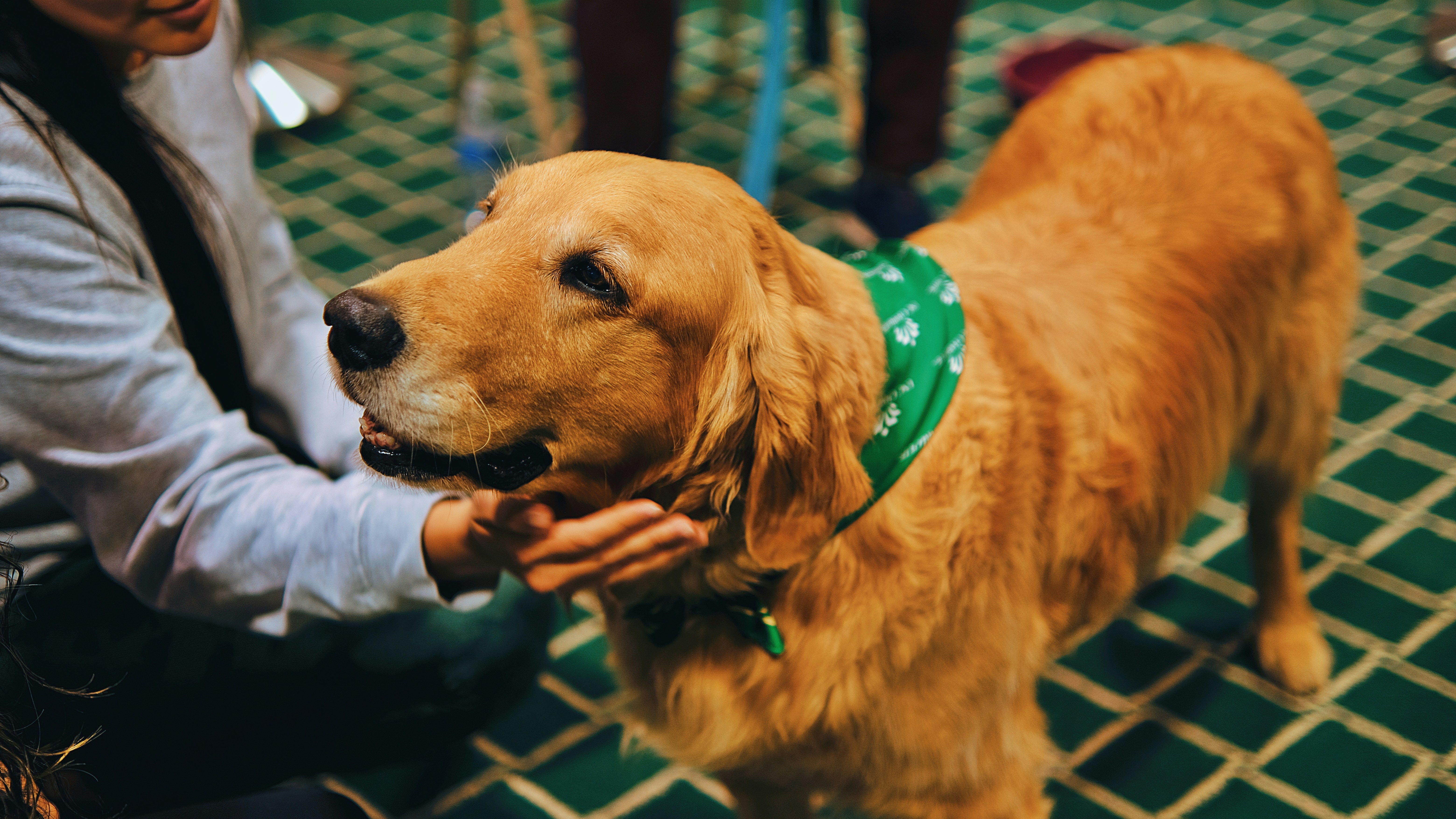 Golden retriever getting pet