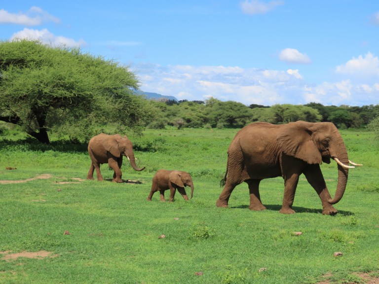 elephants