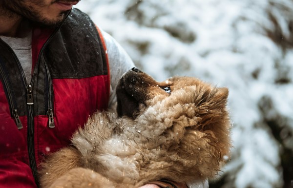Man looking at a dog