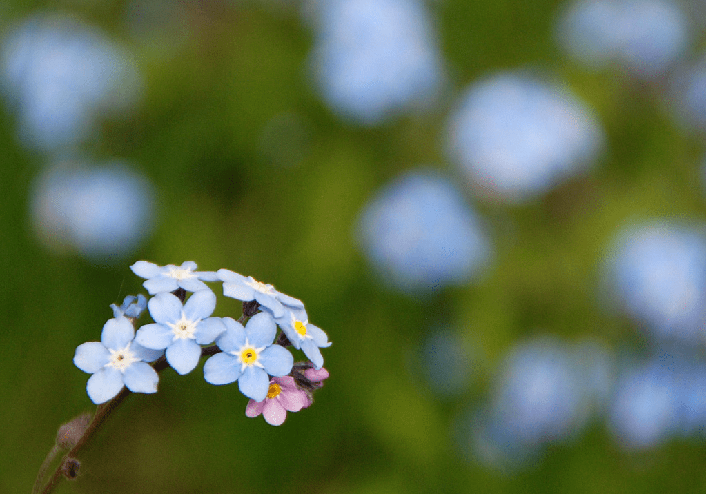 Gedenkfeier