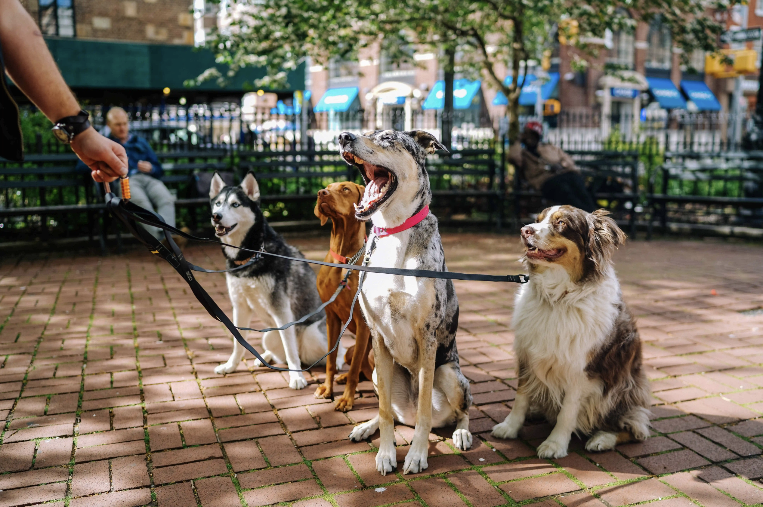 Hunde