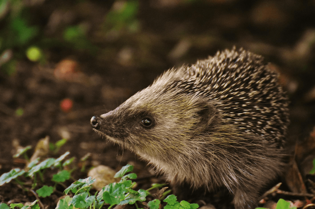 symbolbild tierschutz crowdfunding