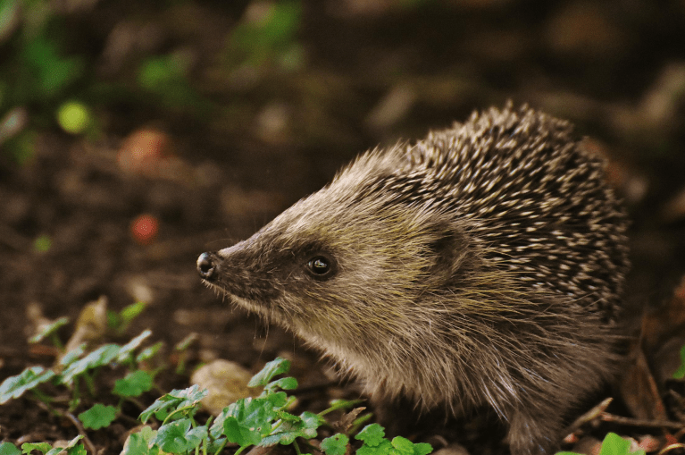 symbolbild tierschutz crowdfunding