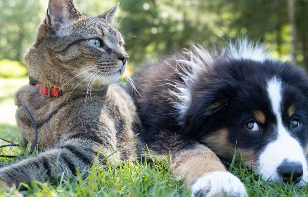 Eine Katze und ein Hund sitzen zusammen im Gras