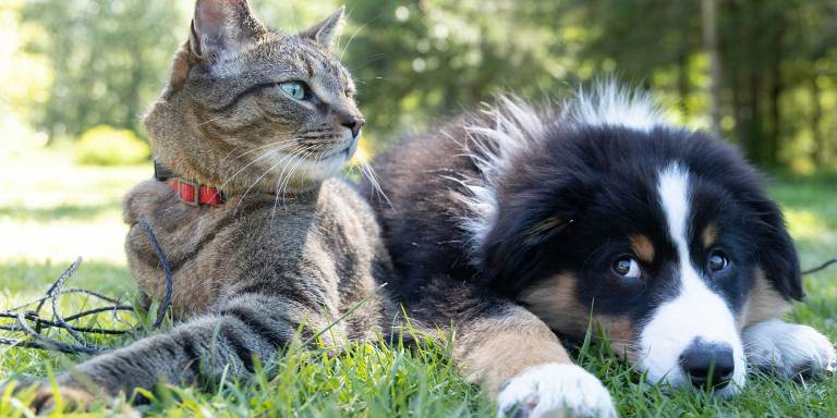 Eine Katze und ein Hund sitzen zusammen im Gras