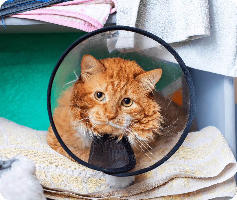 Eine Katze mit einem Halskragen