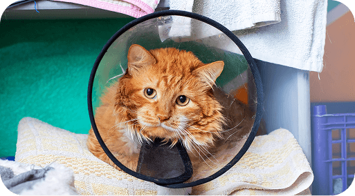 Eine Katze mit einem Halskragen