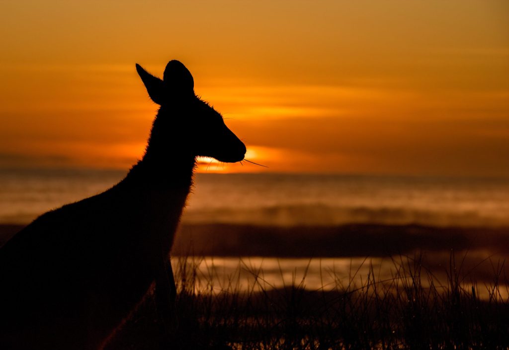 kangaroo looking at the sea.