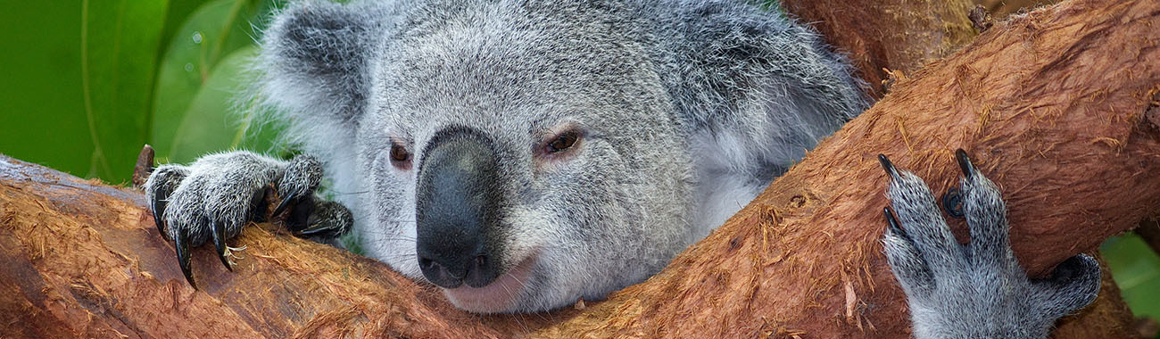 koala