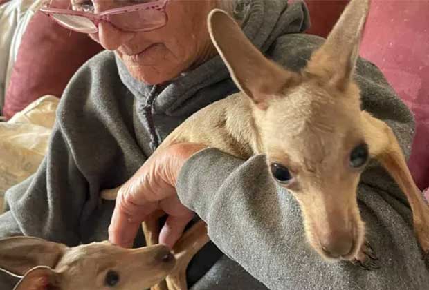 Tarcombe animal shelter