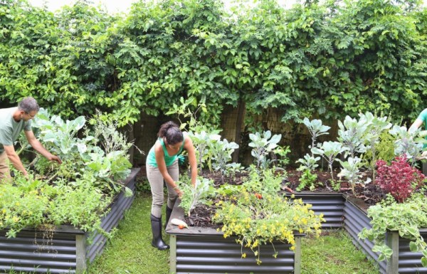people planting in a community garden