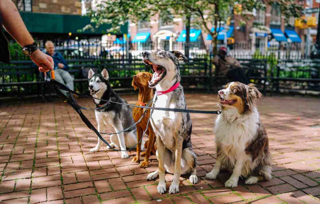 Top Fundraising Ideas for Animal Charities Top Fundraising Ideas for Animal Charities