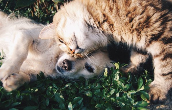 kitten and dog