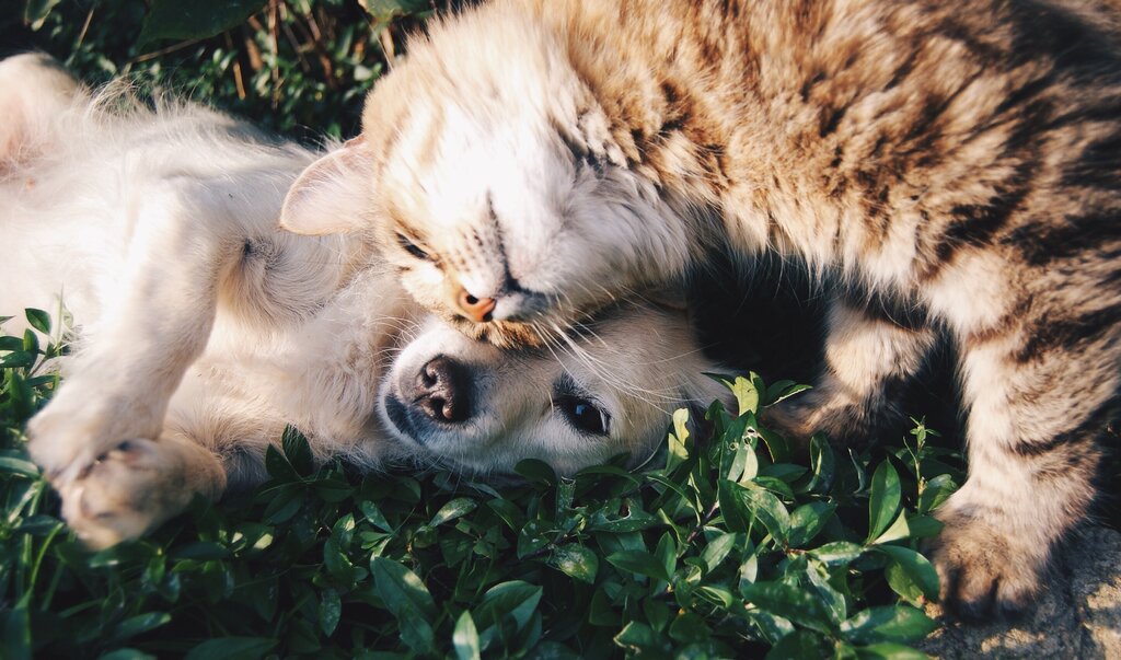 kitten and dog