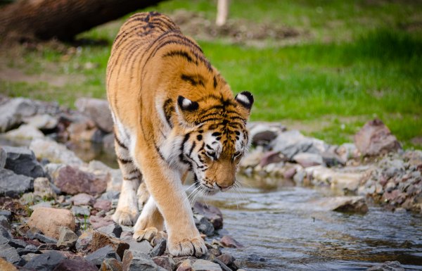 tiger