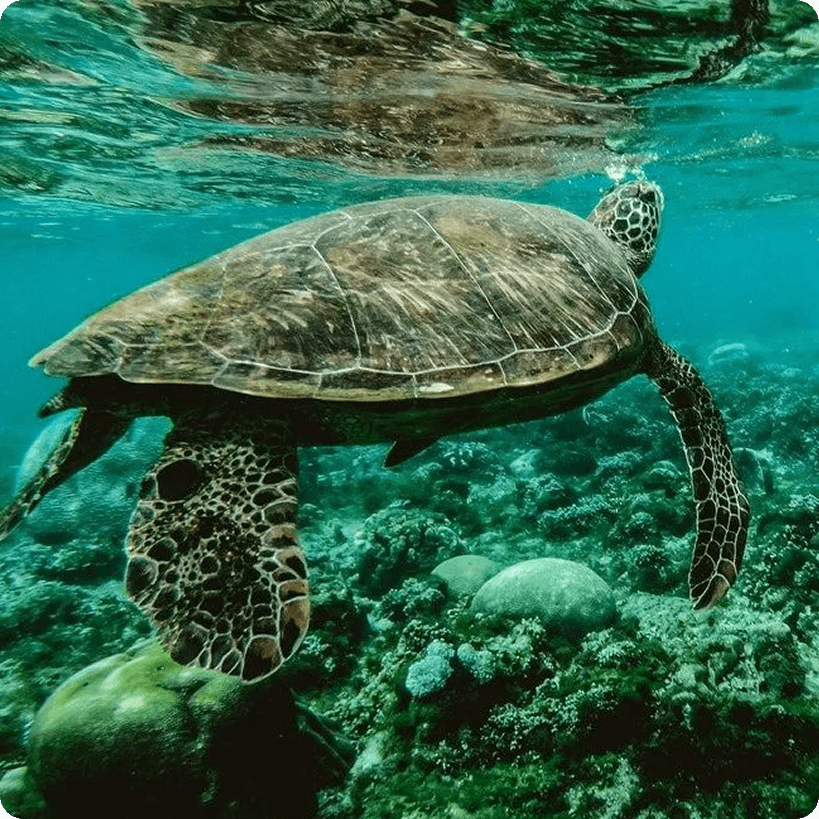 sea turtle