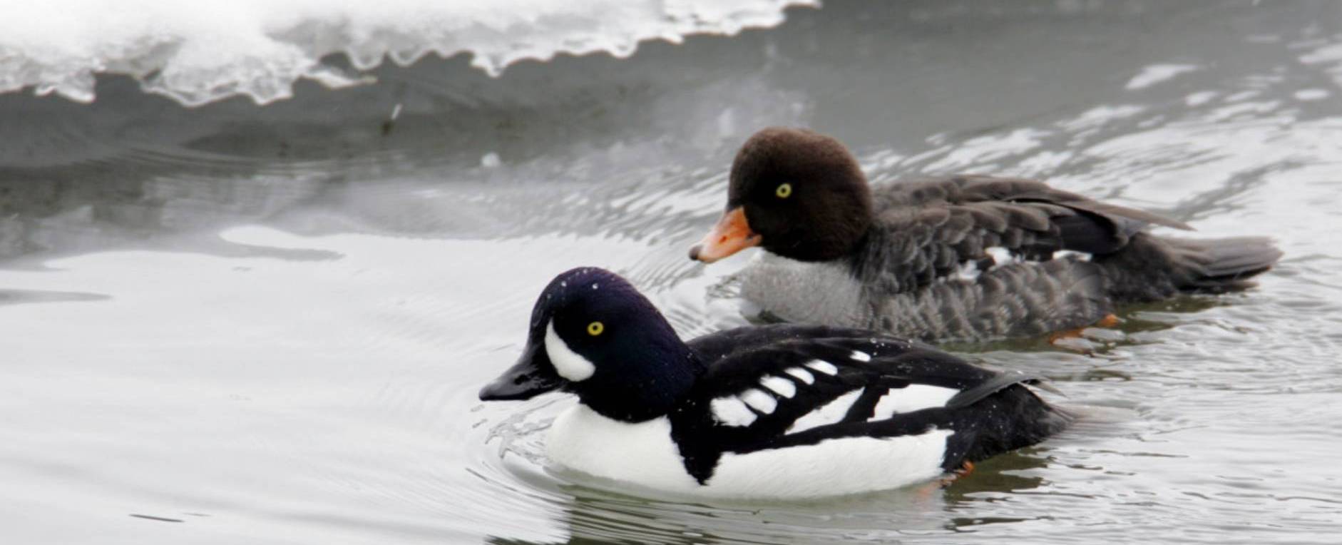 ducks in cold water