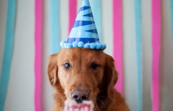 un chien qui souffle les bougies d'anniversaire