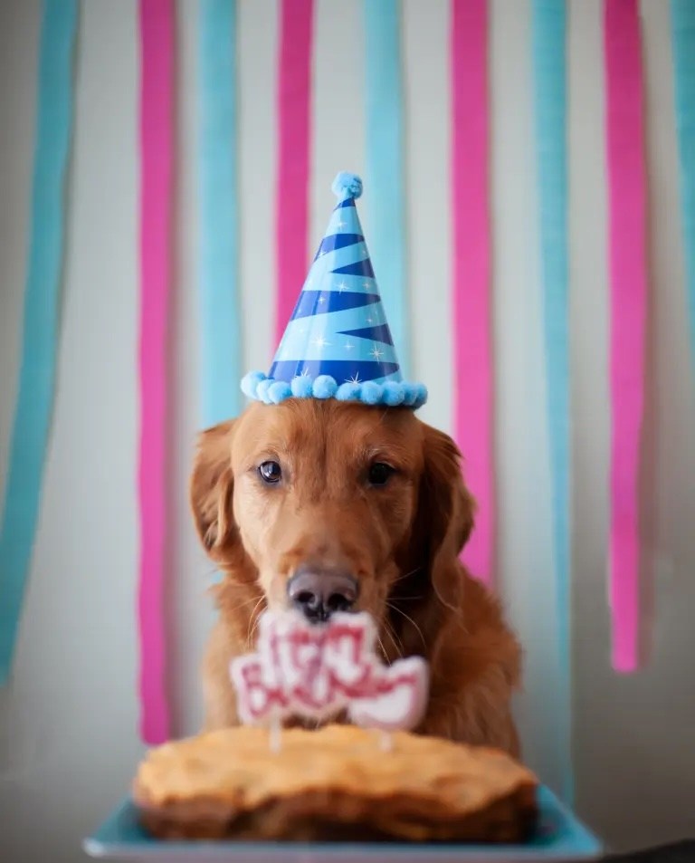un chien qui souffle les bougies d'anniversaire