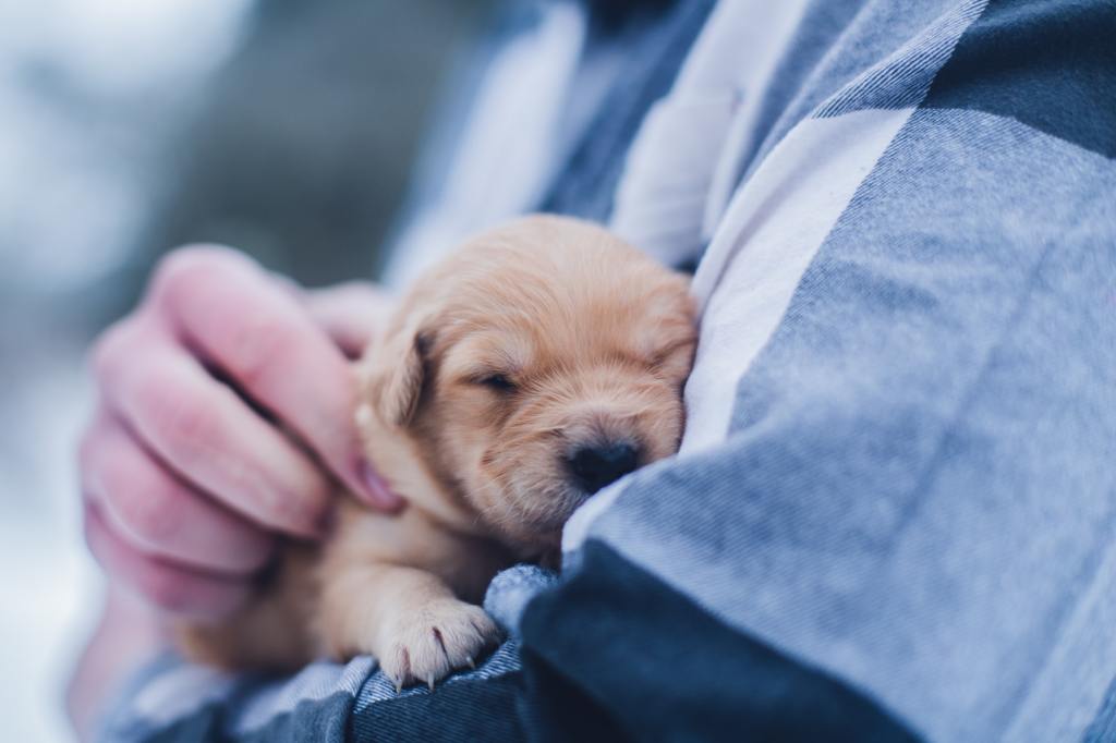 Un petit chiot dans les bras d’une personne