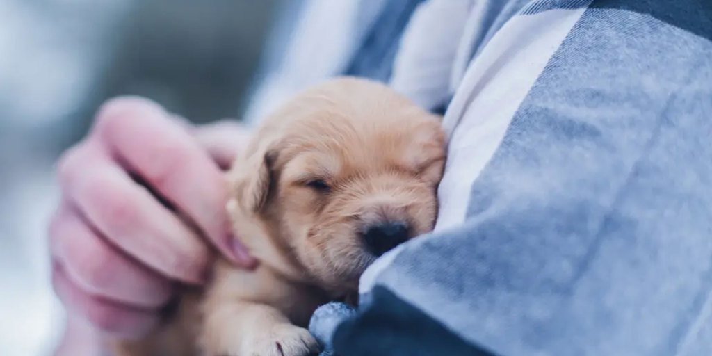 une personne tenant un chiot