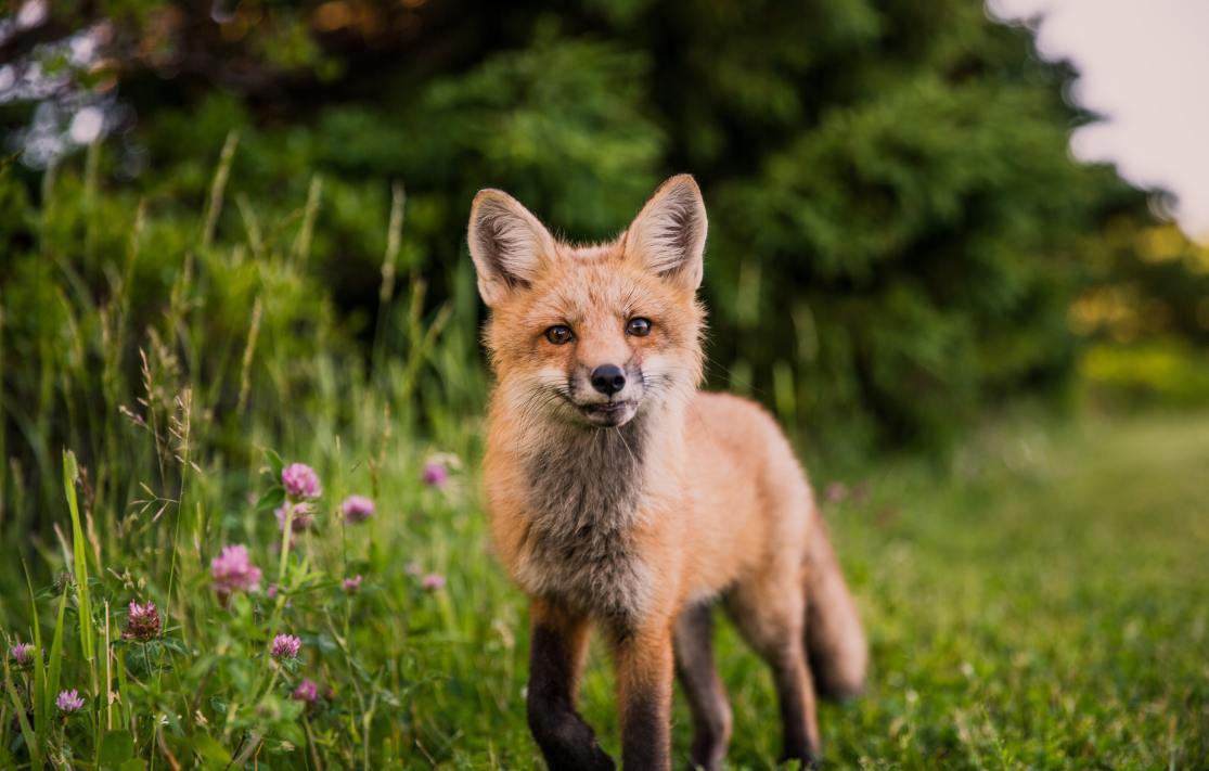 un renard