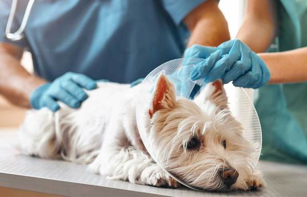 een hond bij de dierenarts