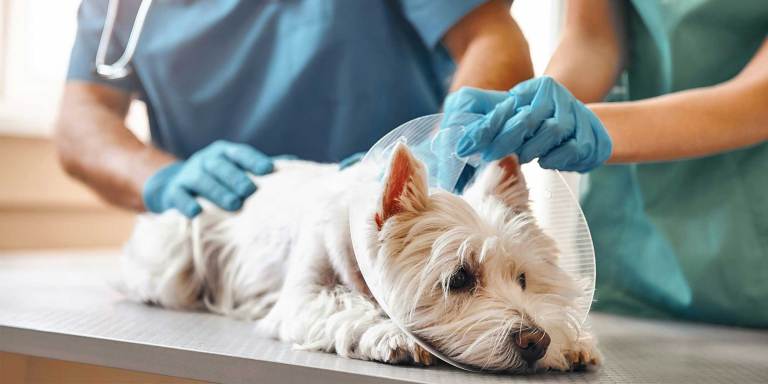 een hond bij de dierenarts
